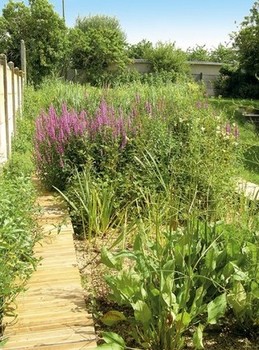 Filtration végétale des eaux grises